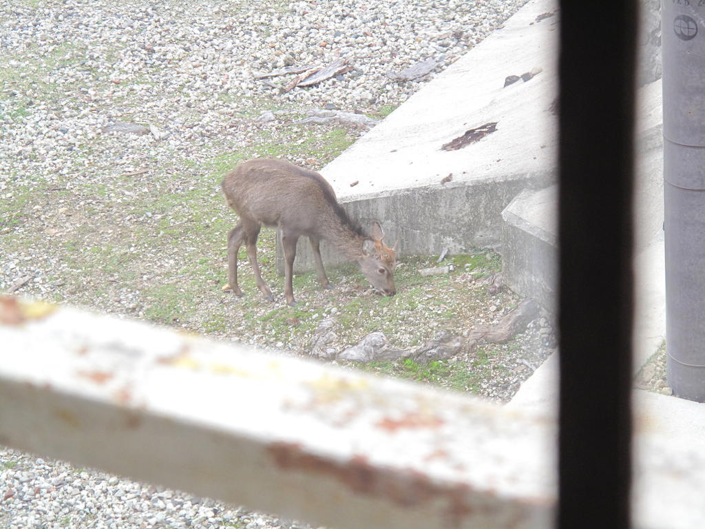 The Deer Park Inn Nara Habitación foto