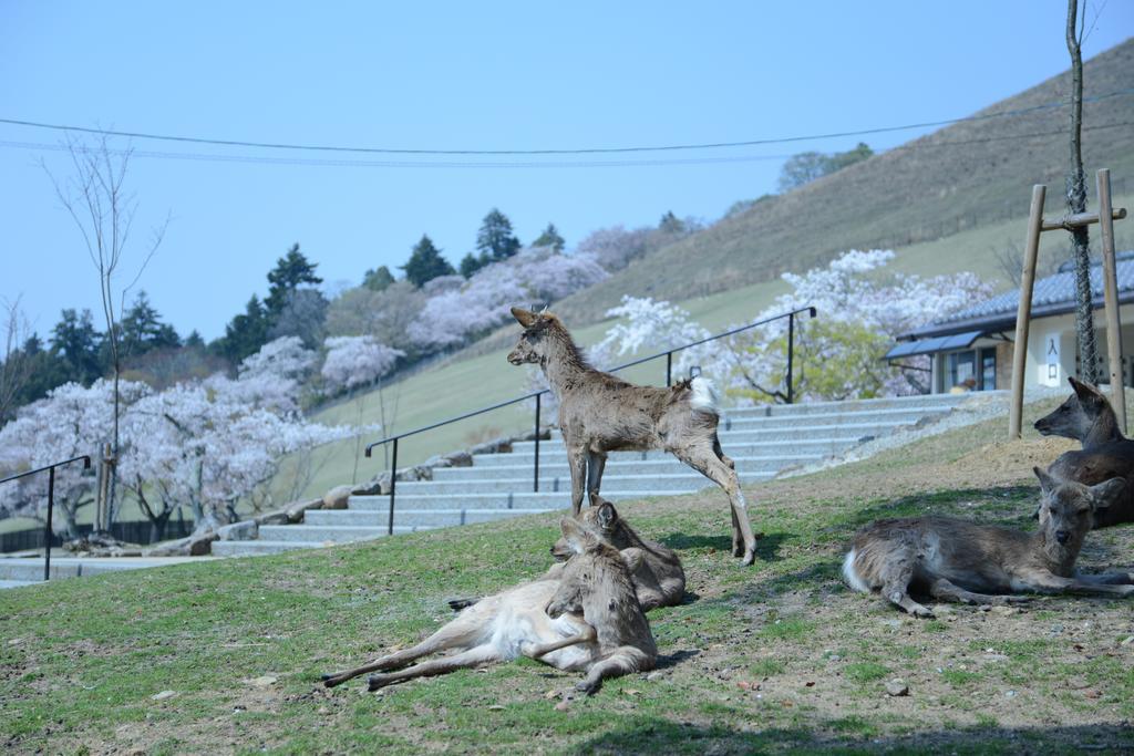 The Deer Park Inn Nara Exterior foto